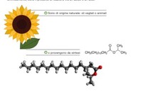 OLIO EMULSIONANTE EVOSOL 9,1
TANICA 25 LT 03057308